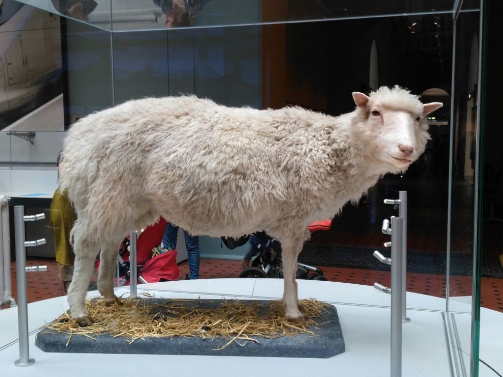 Dolly das Schaf
