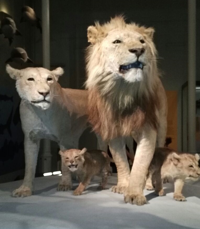 Löwenfamilie