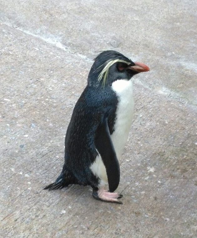 Pinguin Wanderung Edinburgh
